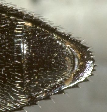 Media type: image;   Entomology 7141 Aspect: anal sclerite
